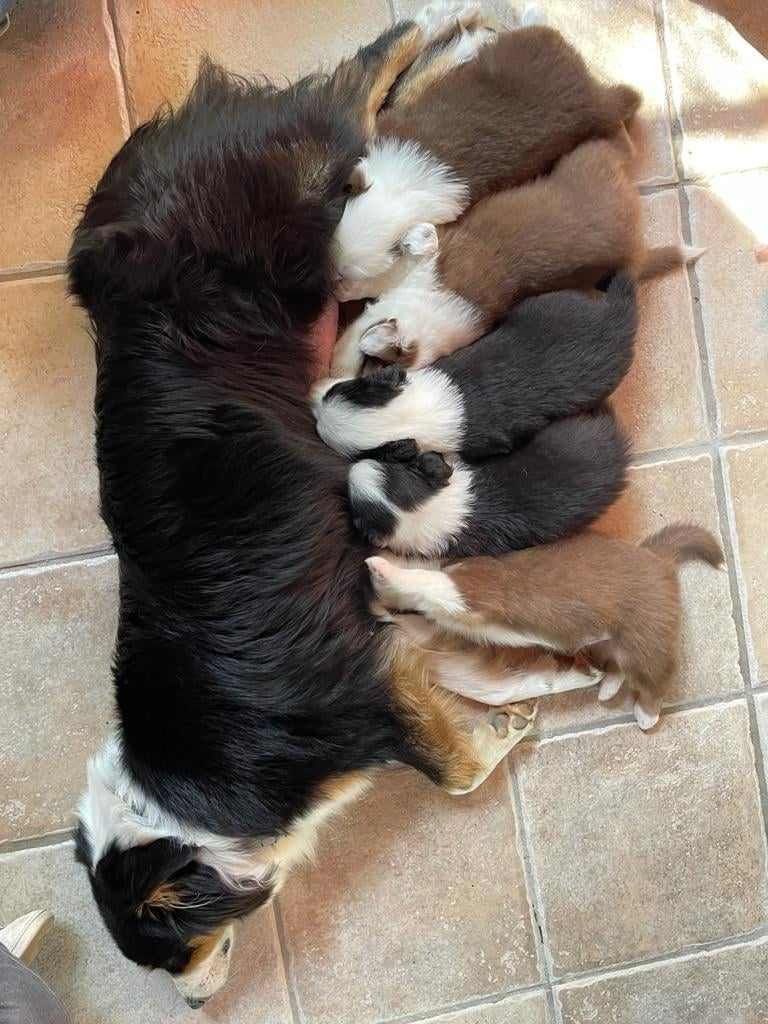 chiot Berger Australien De La Bélaurendière