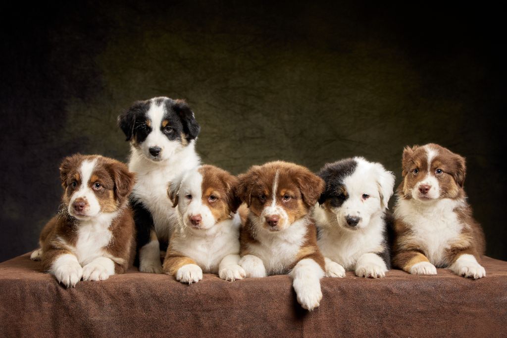 chiot Berger Australien De La Bélaurendière